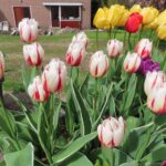 Flaming Springgreen