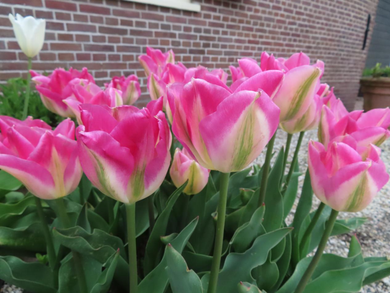 Tulp-Floortje-1 Floortje - Afbeelding 1