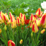 Florette