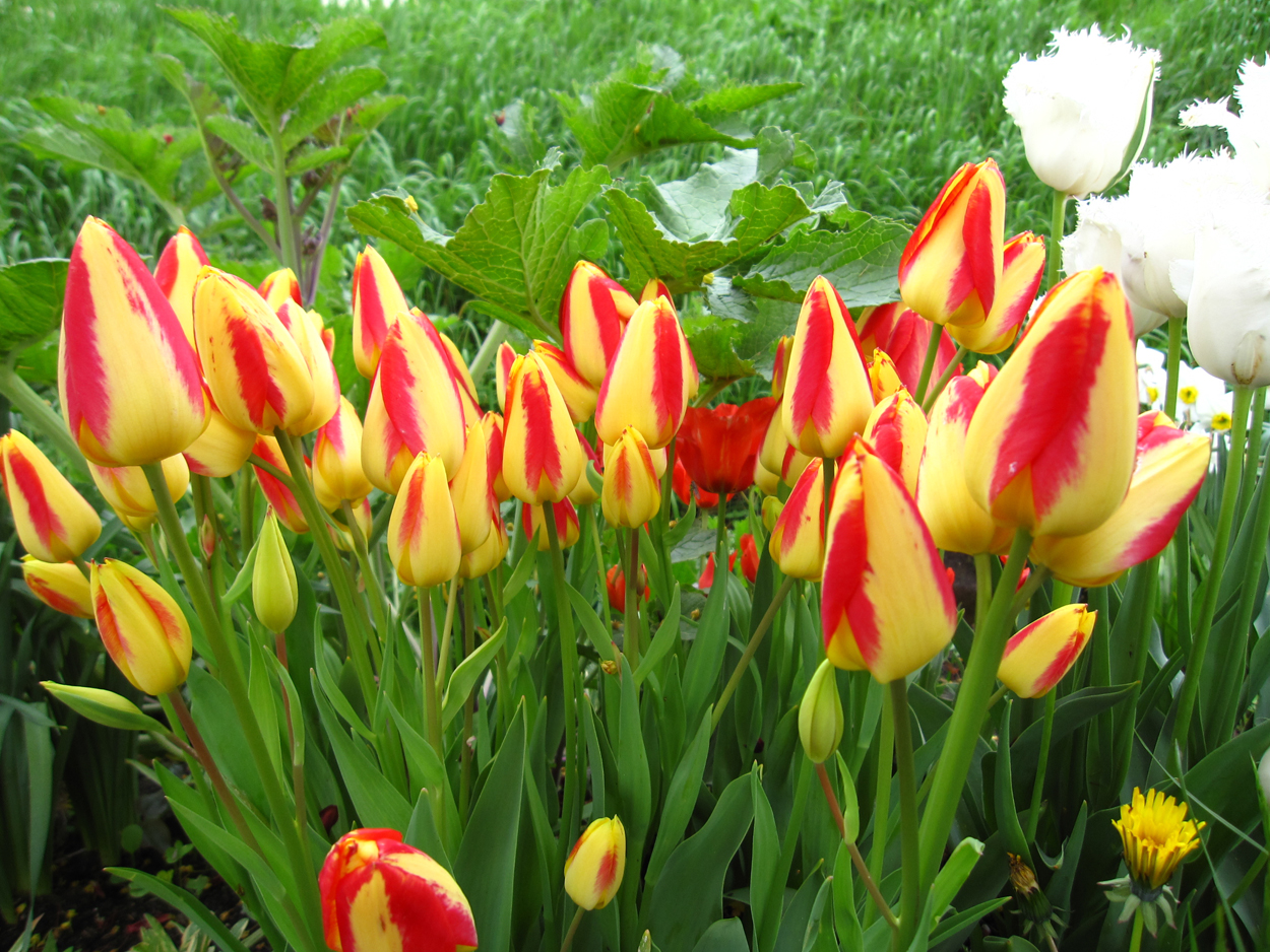Tulp-Florette-1 Florette - Afbeelding 1