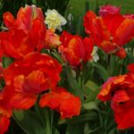 Flower Power