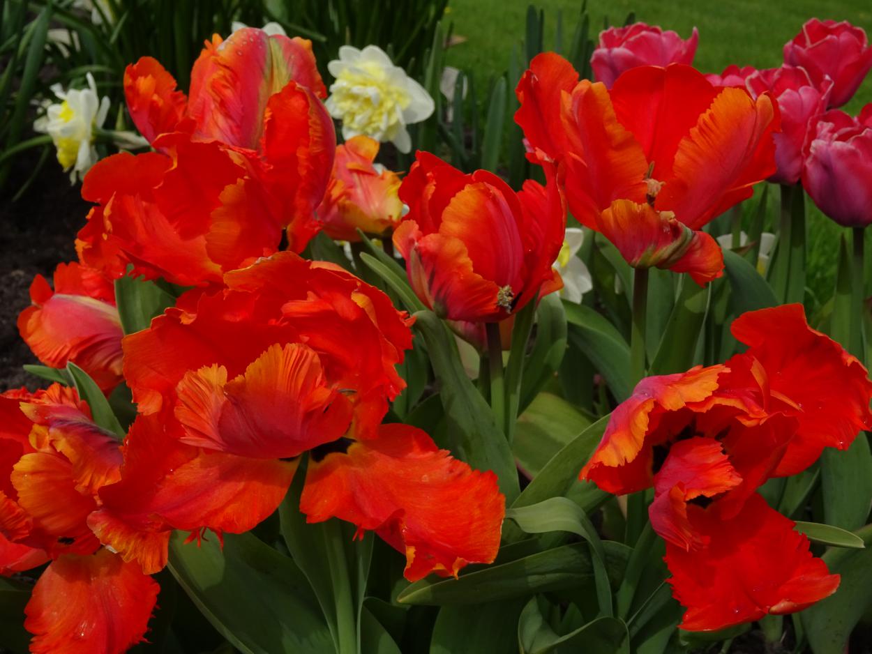 Tulp-Flower-Power-1 Flower Power - Afbeelding 1