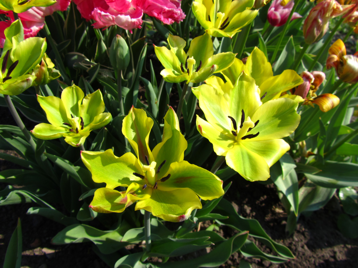 Tulp-Formosa-1 Formosa - Afbeelding 1