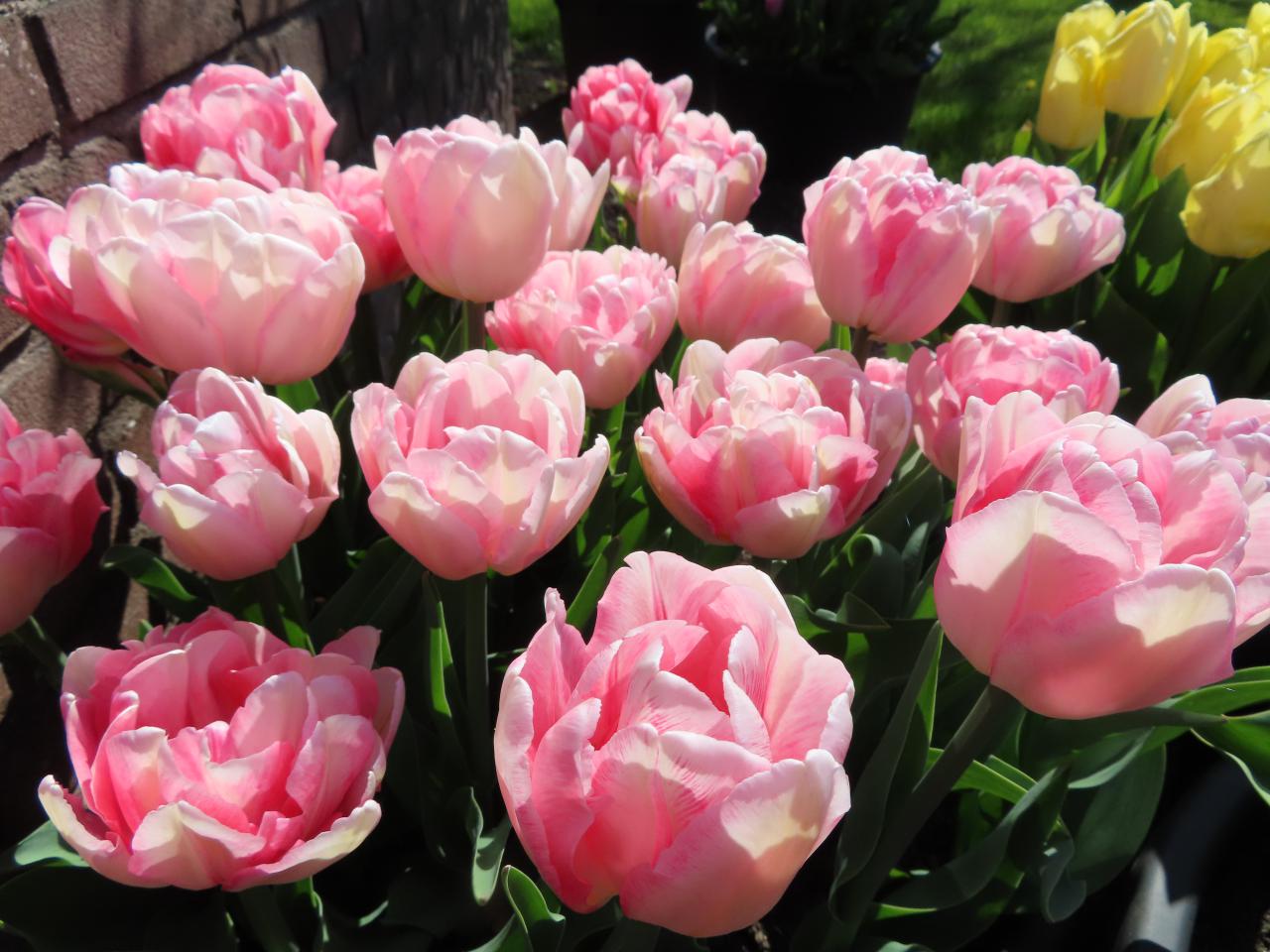 Tulp-Foxtrot-1 Foxtrot - Afbeelding 1