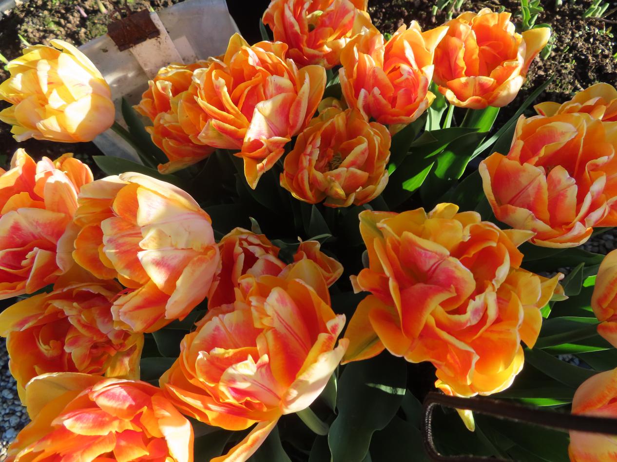 Tulp-Foxy-Foxtrot-1 Foxy Foxtrot - Afbeelding 1