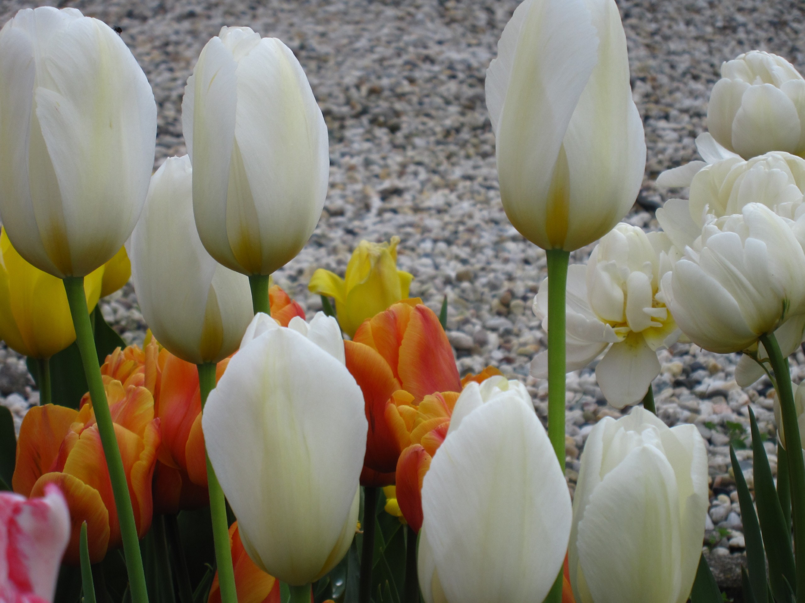Tulp-Francoise-1 Francoise - Afbeelding 1