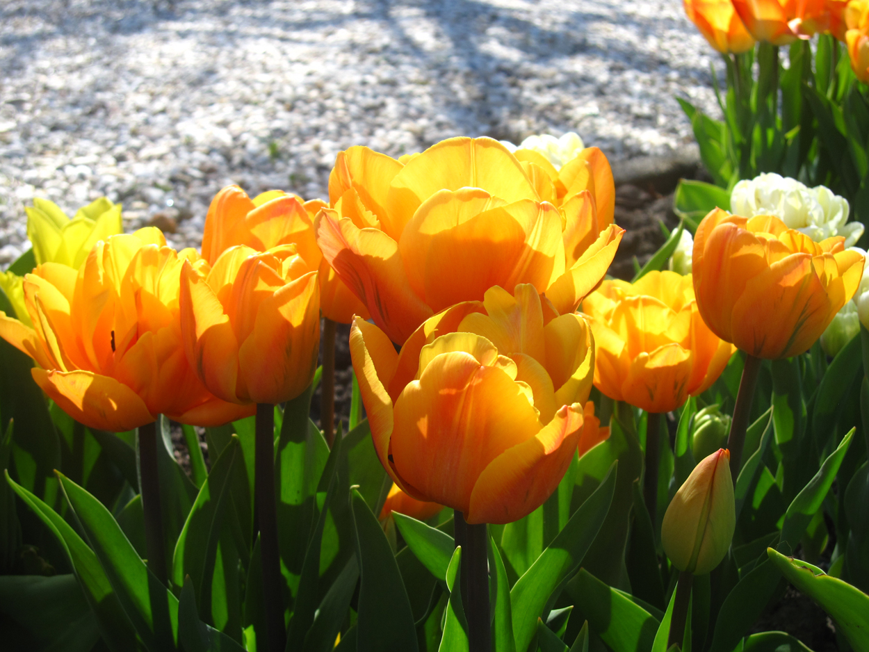 Tulp-Freeman-1 Freeman - Afbeelding 1