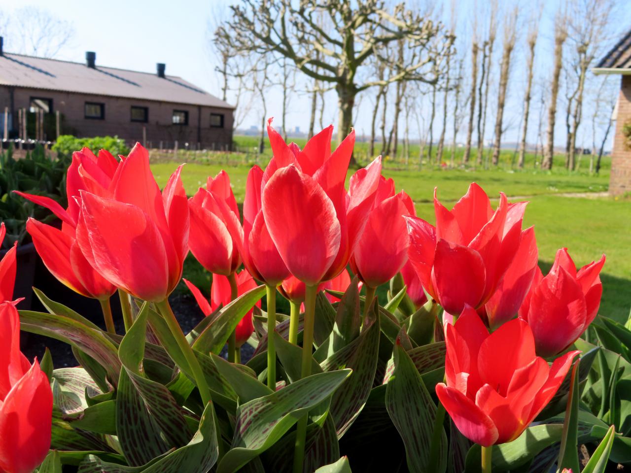 Tulp-Fresco-2 Fresco - Afbeelding 1