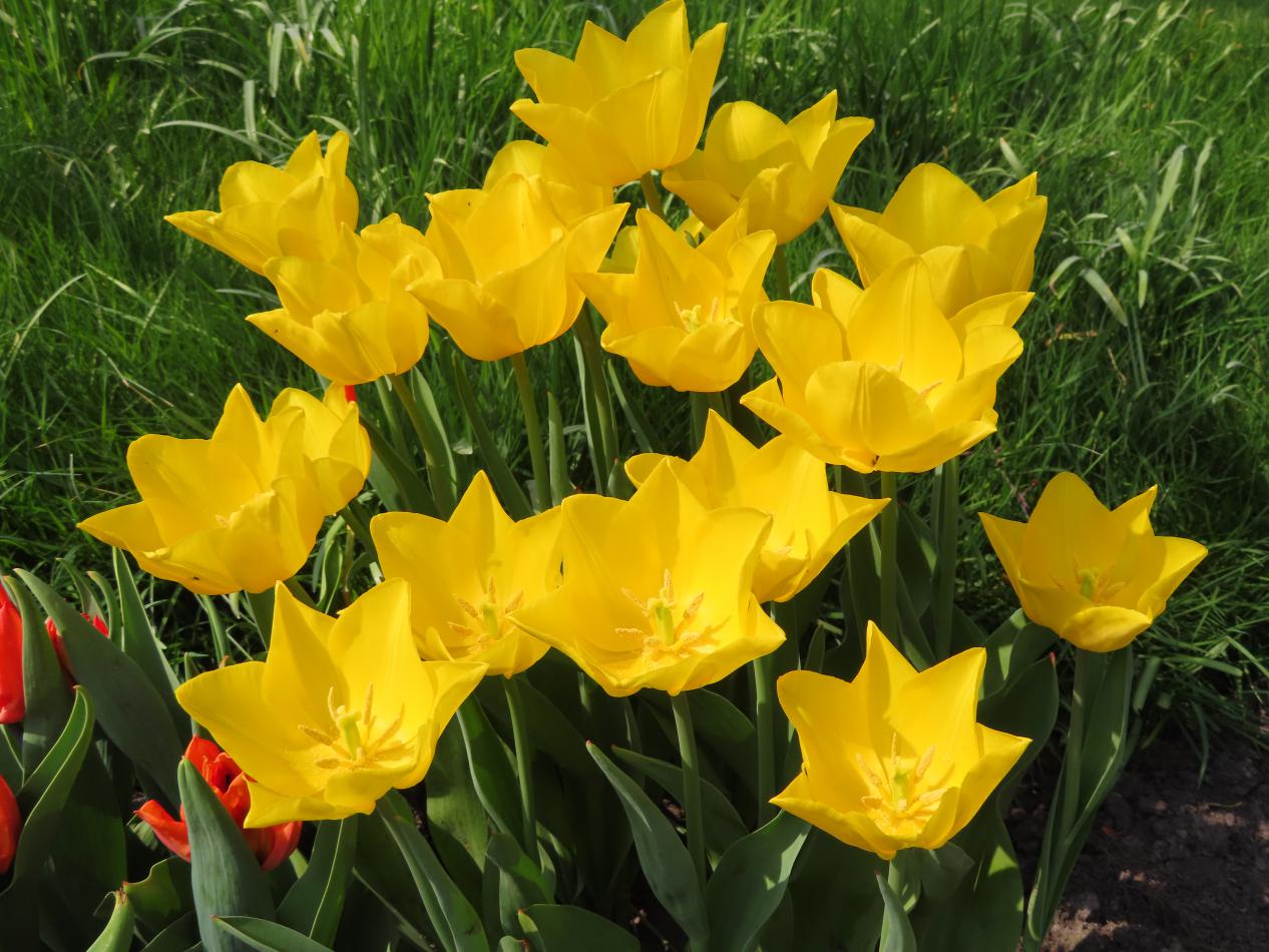 Tulp-Friendship-1 Friendship 1998 - Afbeelding 1