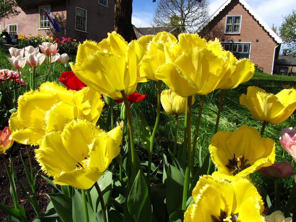 Tulp-Fringed-Elegance-1 Fringed Elegance - Afbeelding 1