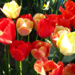 Fringed Rhapsody