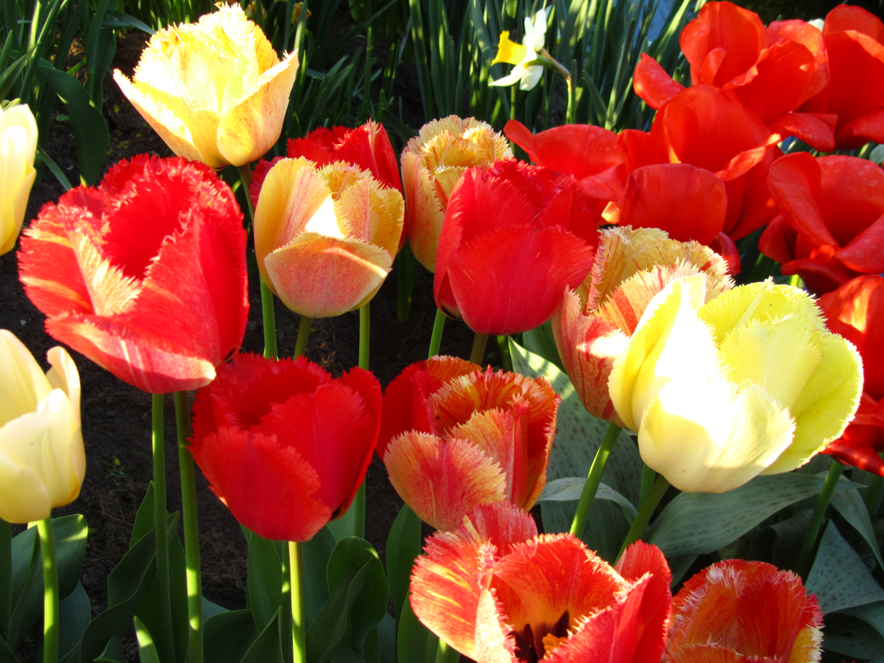 Tulp-Fringed-Rhapsody-1 Fringed Rhapsody - Afbeelding 1