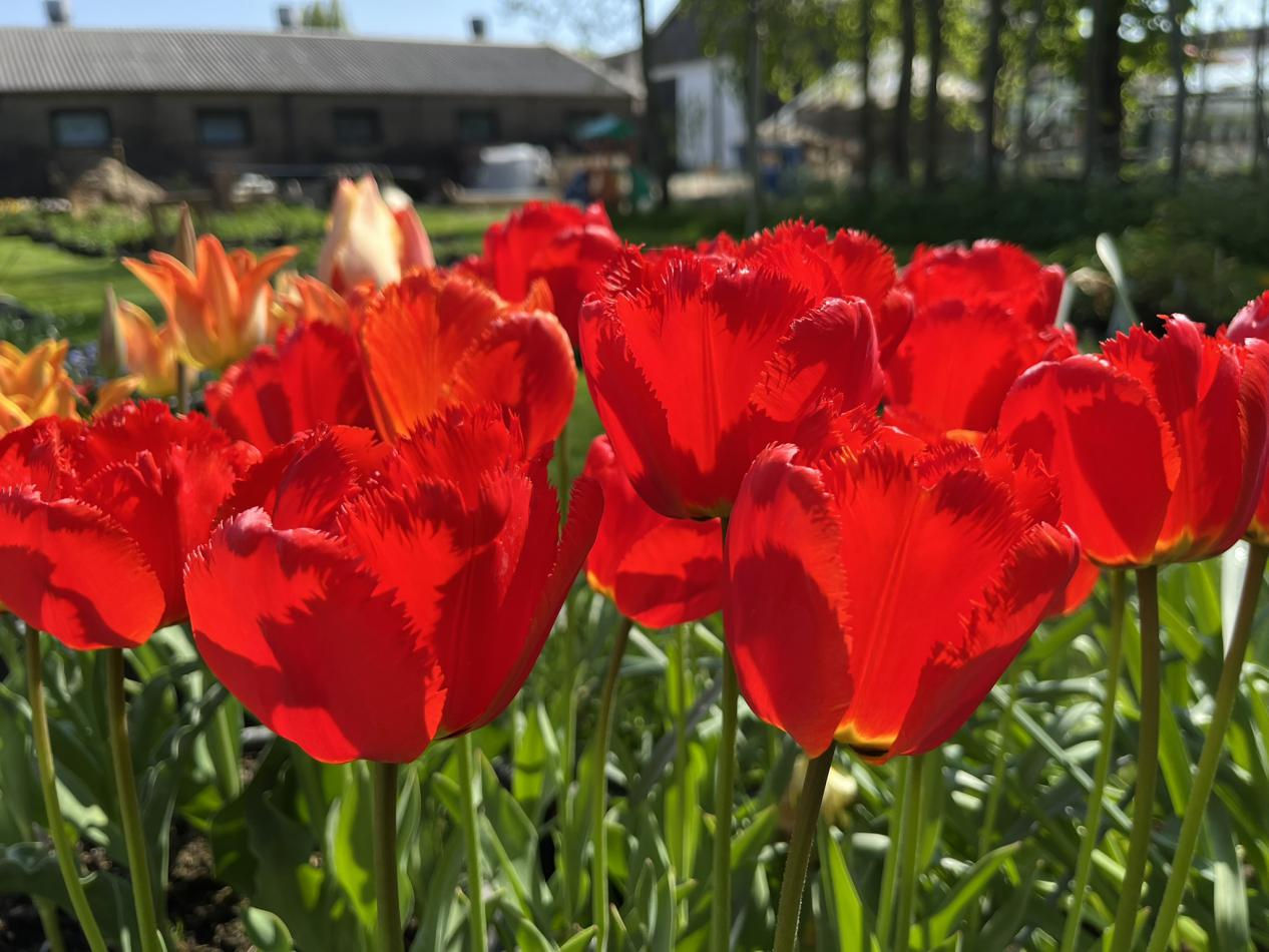 Tulp-Fringed-Solstice-2 Fringed Solstice - Afbeelding 1