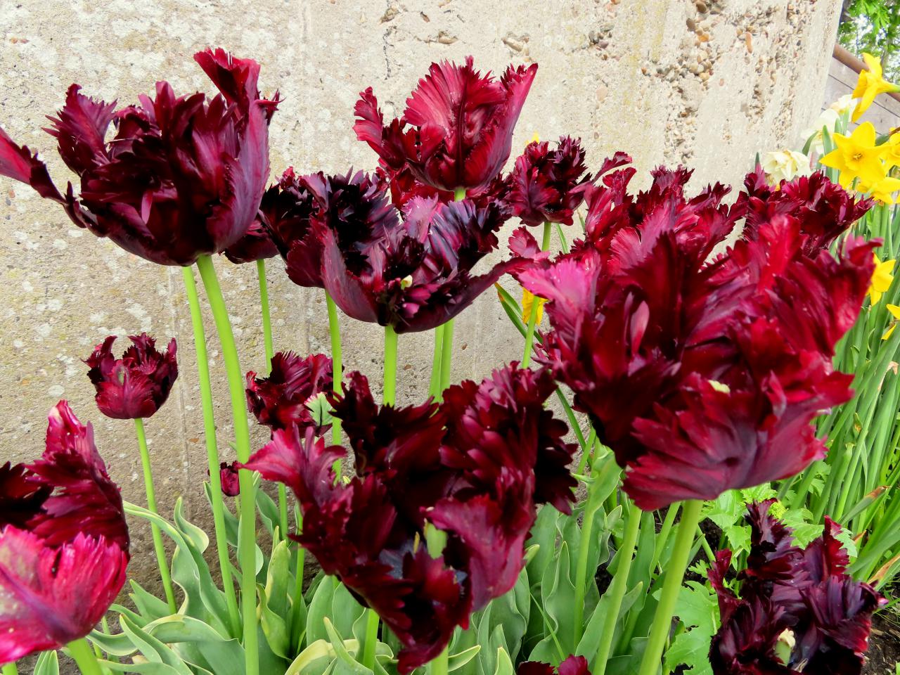 Tulp-Frozen-Night-1 Frozen Night - Afbeelding 1