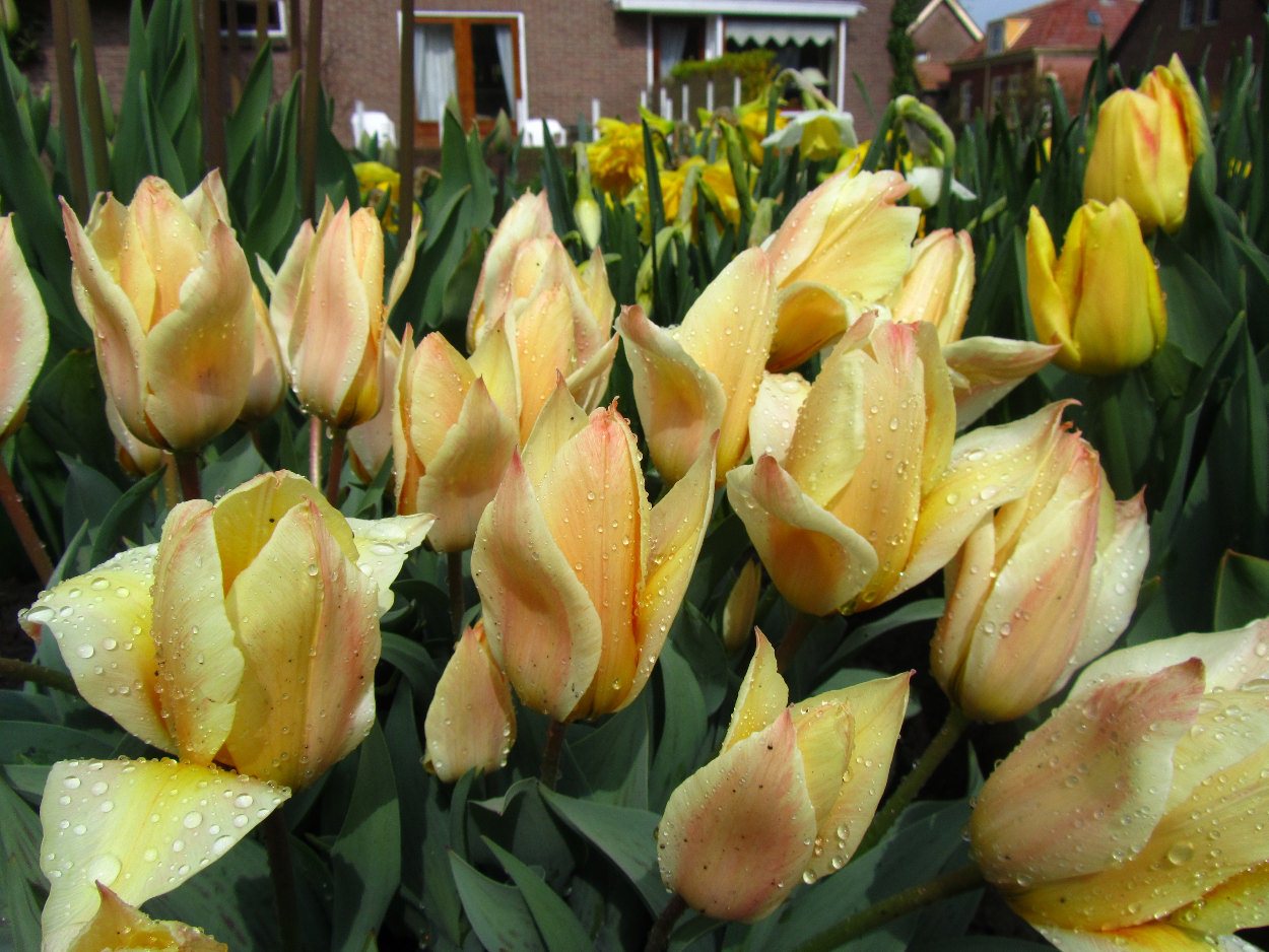 Tulp-Fur-Elise-1 Fur Elise - Afbeelding 1