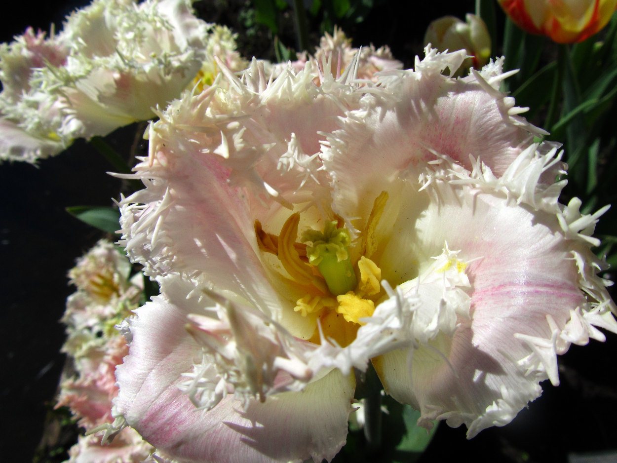 Tulp-Galerie-1 Galerie - Afbeelding 1