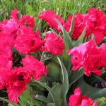 Garden Fire