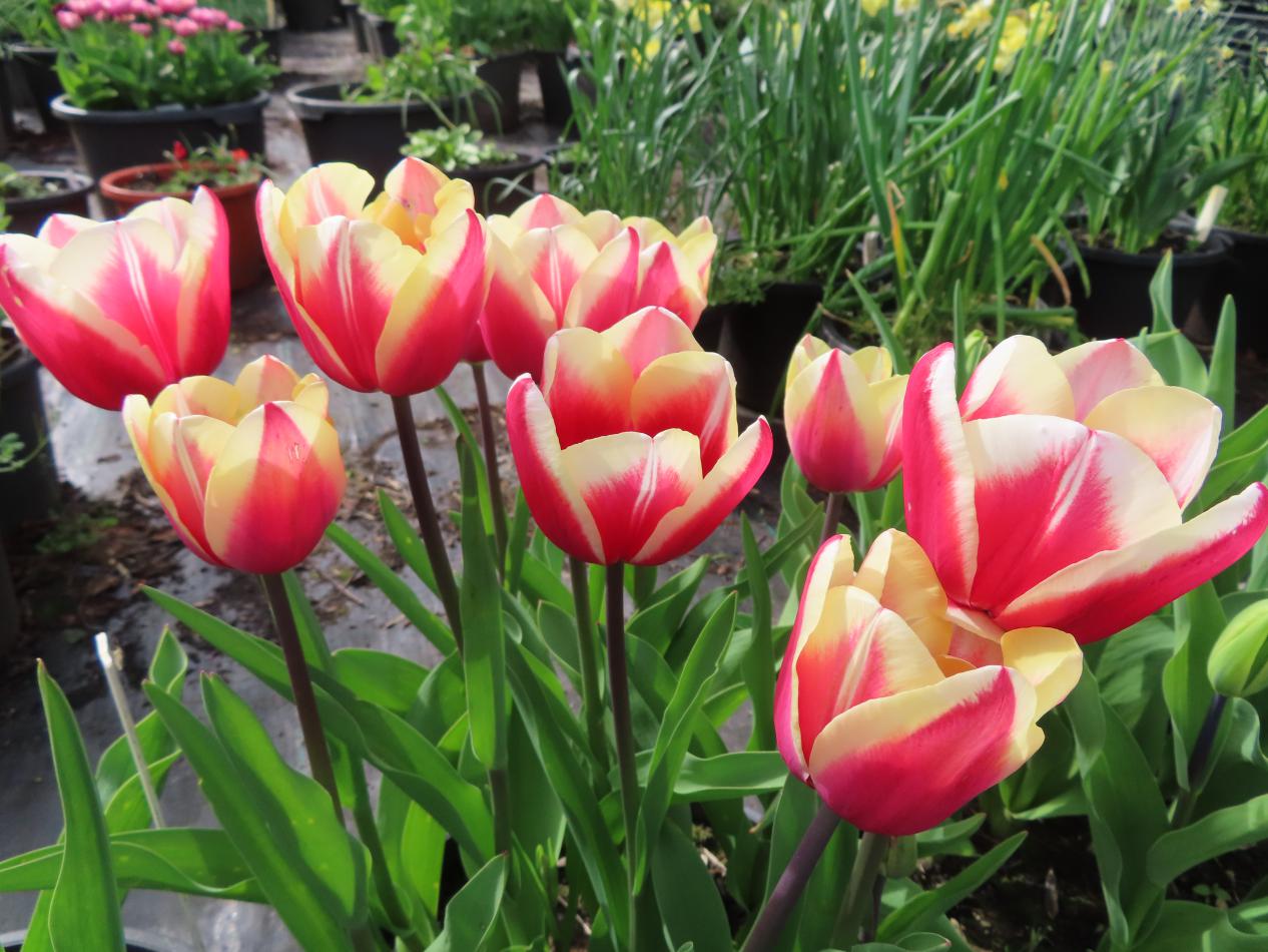 Tulp-Geus-Papendrecht-1 Guus Papendrecht - Afbeelding 1
