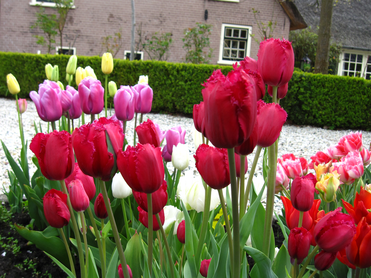 Tulp-Gipsy-1 Gipsy - Afbeelding 1