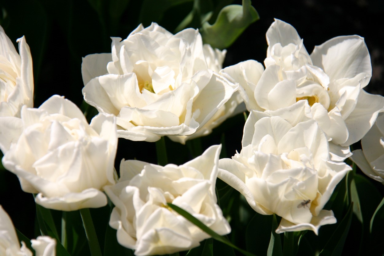 Tulp-Global-Desire-1 Global Desire - Afbeelding 1