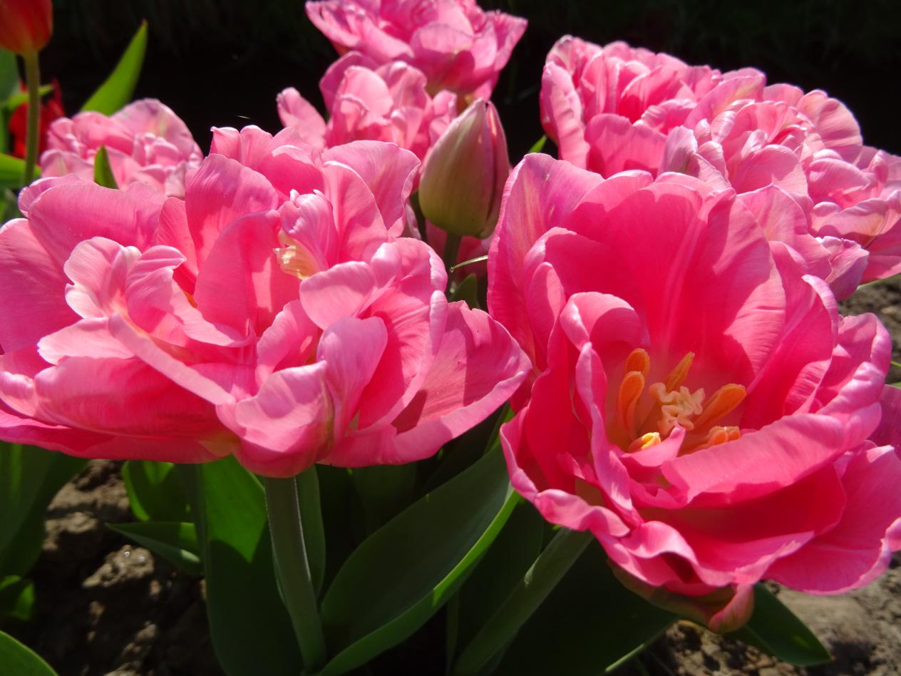 Tulp-Globe-1 Globe - Afbeelding 1