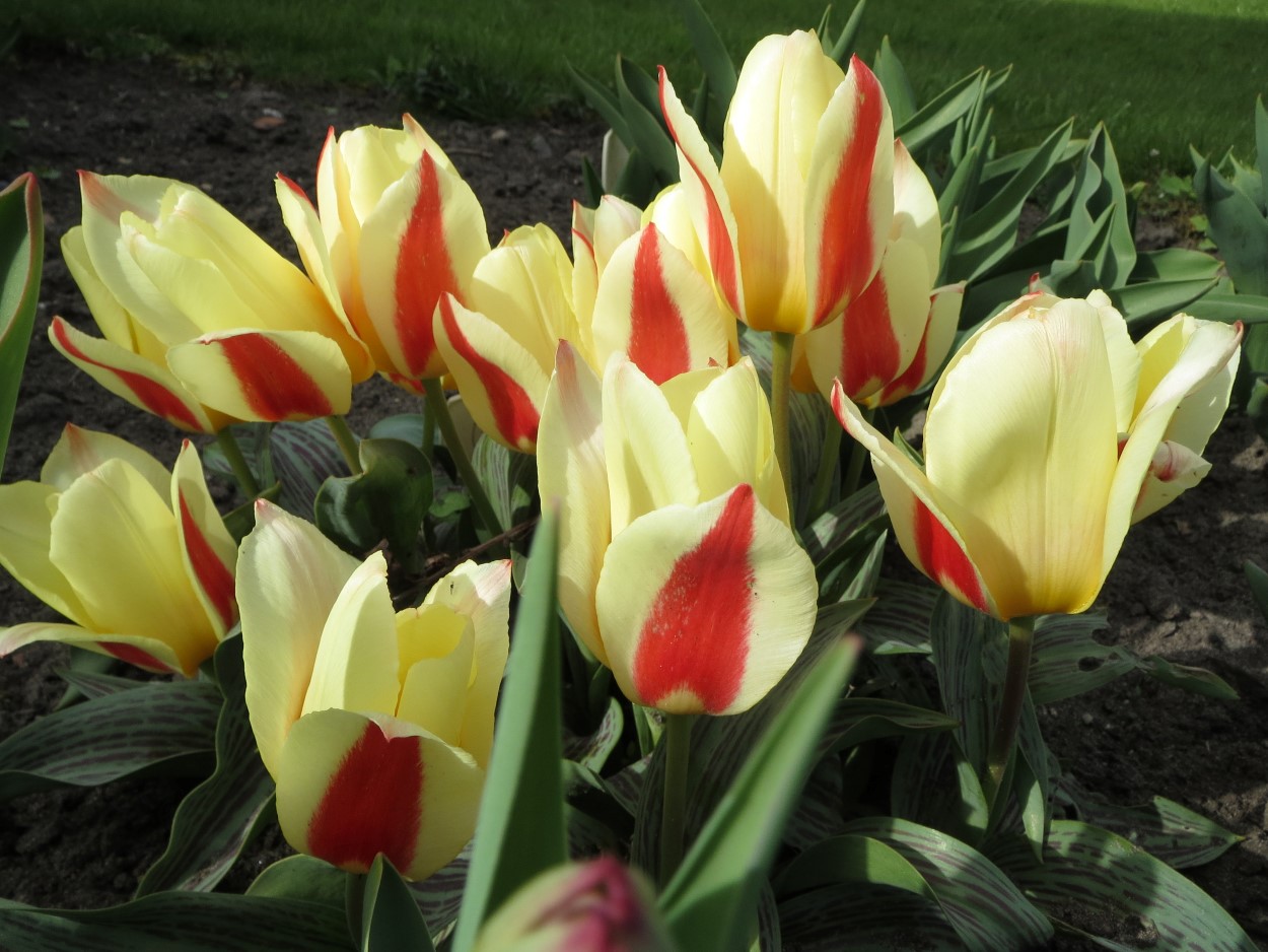 Tulp-Gluck-1 Gluck - Afbeelding 1