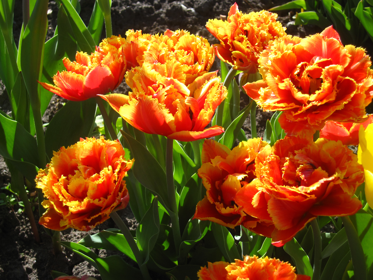 Tulp-Gold-Dust-1 Gold Dust - Afbeelding 1