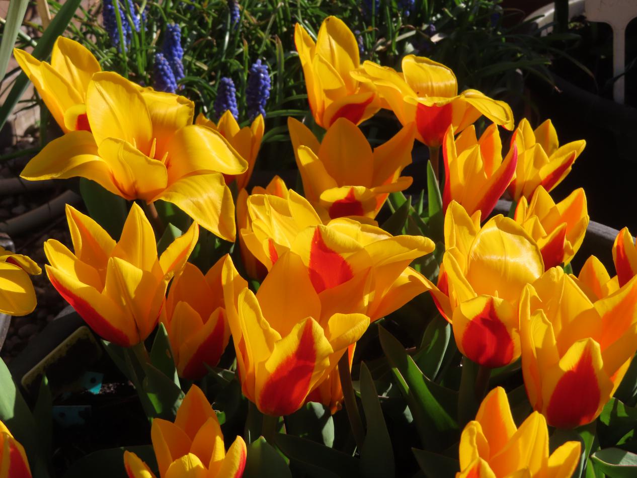 Tulp-Goldcoin-2 Gold Coin - Afbeelding 1