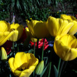 Golden Apeldoorn