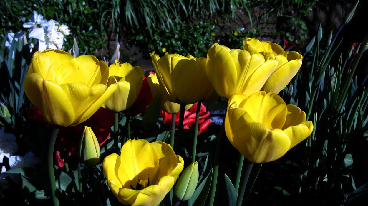Tulp-Golden-Apeldoorn-1 Golden Apeldoorn - Afbeelding 1