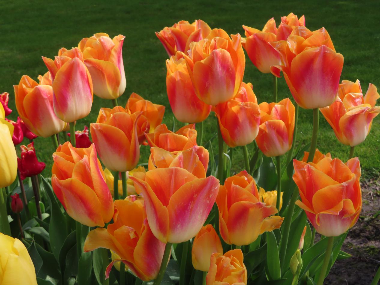 Tulp-Golden-Dynasty-1 Golden Dynasty - Afbeelding 1