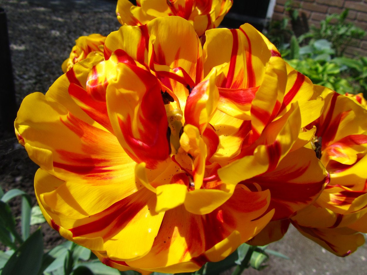 Tulp-Golden-Nizza-1 Golden Nizza - Afbeelding 1