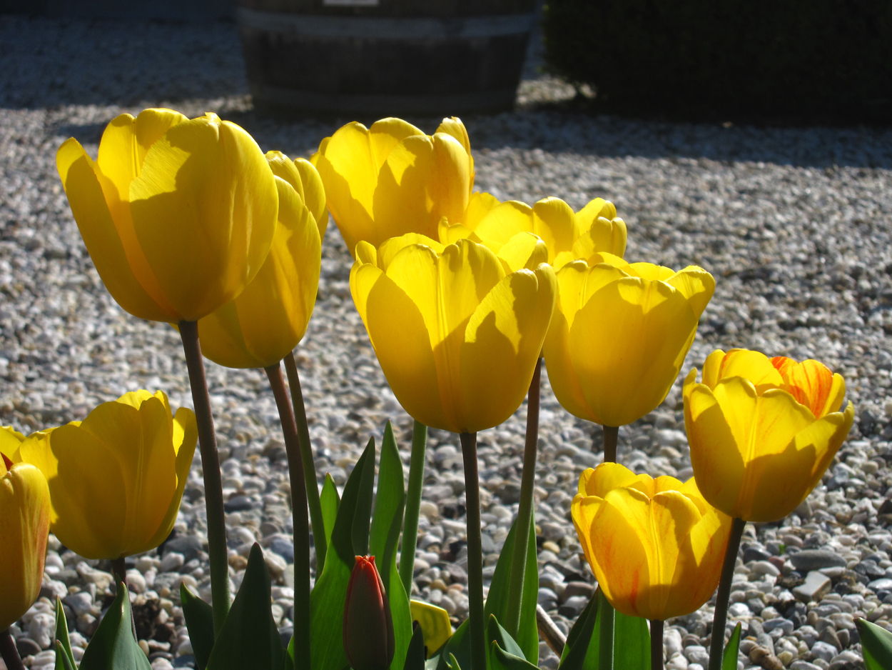 Tulp-Golden-Oxford-1 Golden Oxford - Afbeelding 1