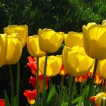Golden Parade
