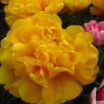 Golden Pompon