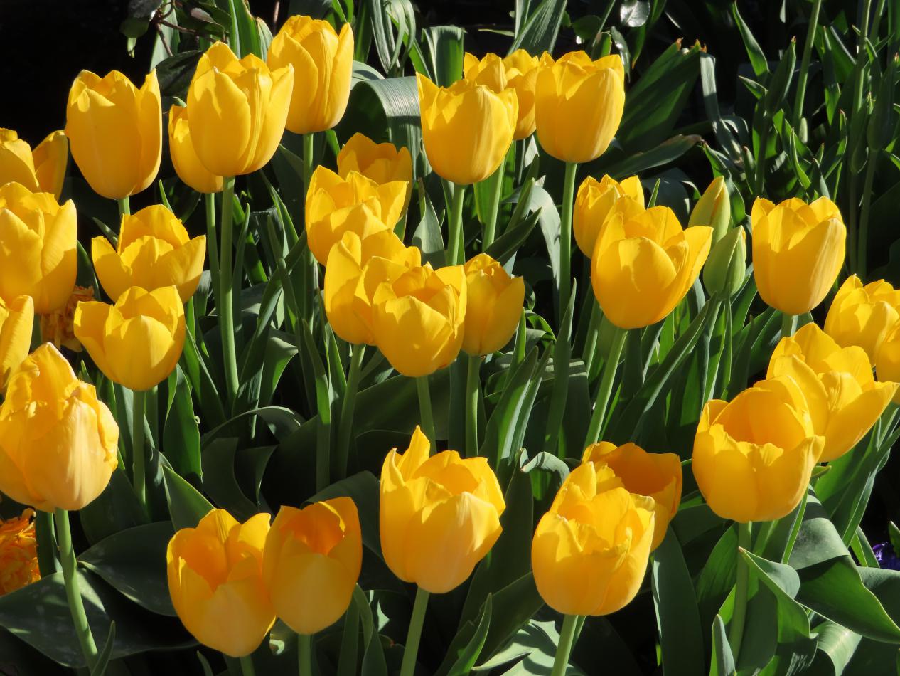 Tulp-Golden-Prins-Claus-1 Golden Prins Claus - Afbeelding 1