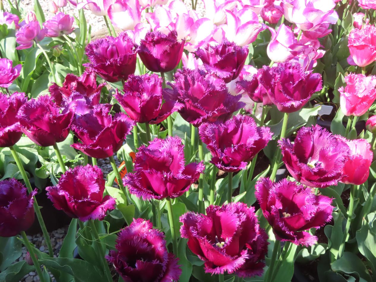 Tulp-Gorilla-1 Gorilla - Afbeelding 1