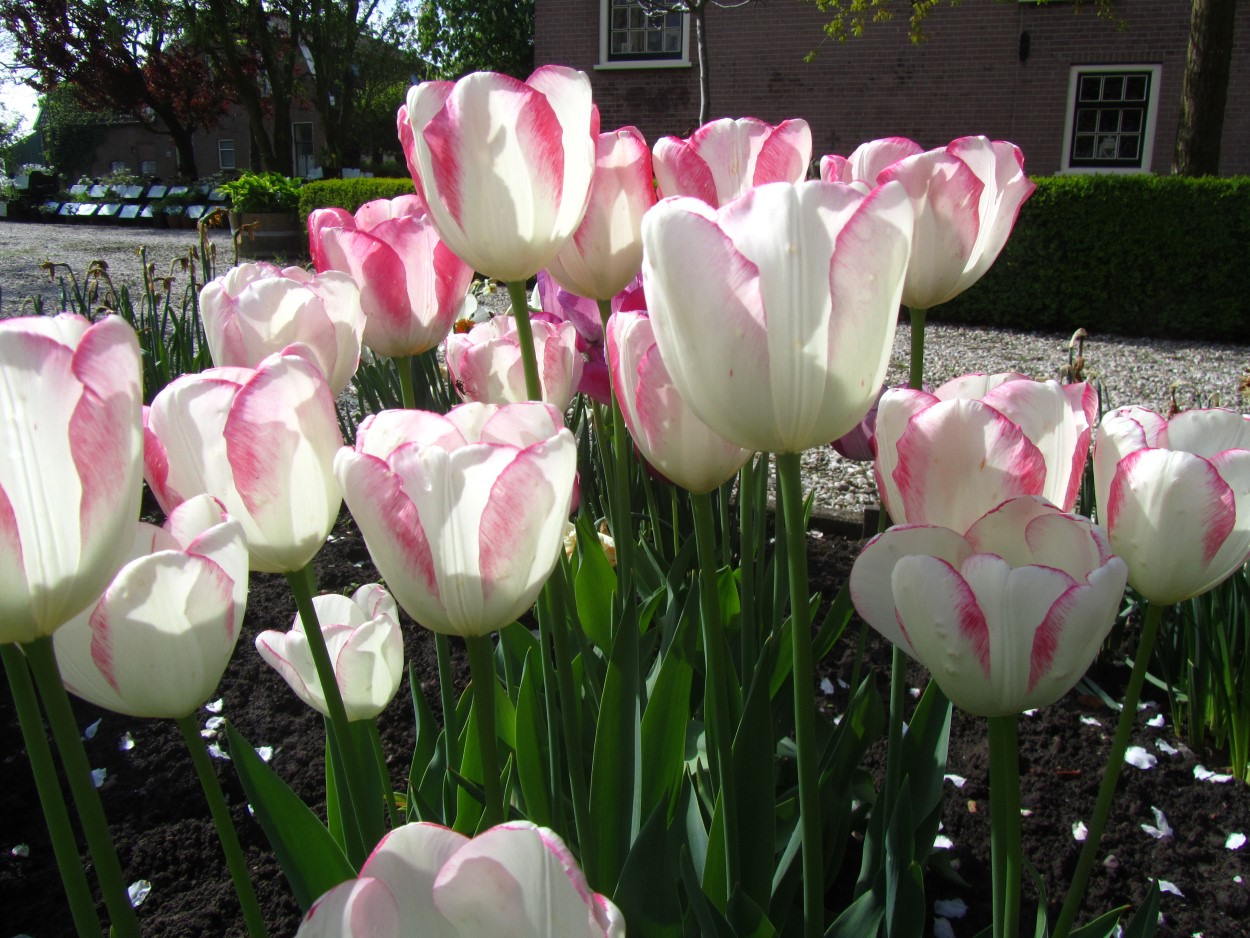 Tulp-Graceland-1 Graceland - Afbeelding 1