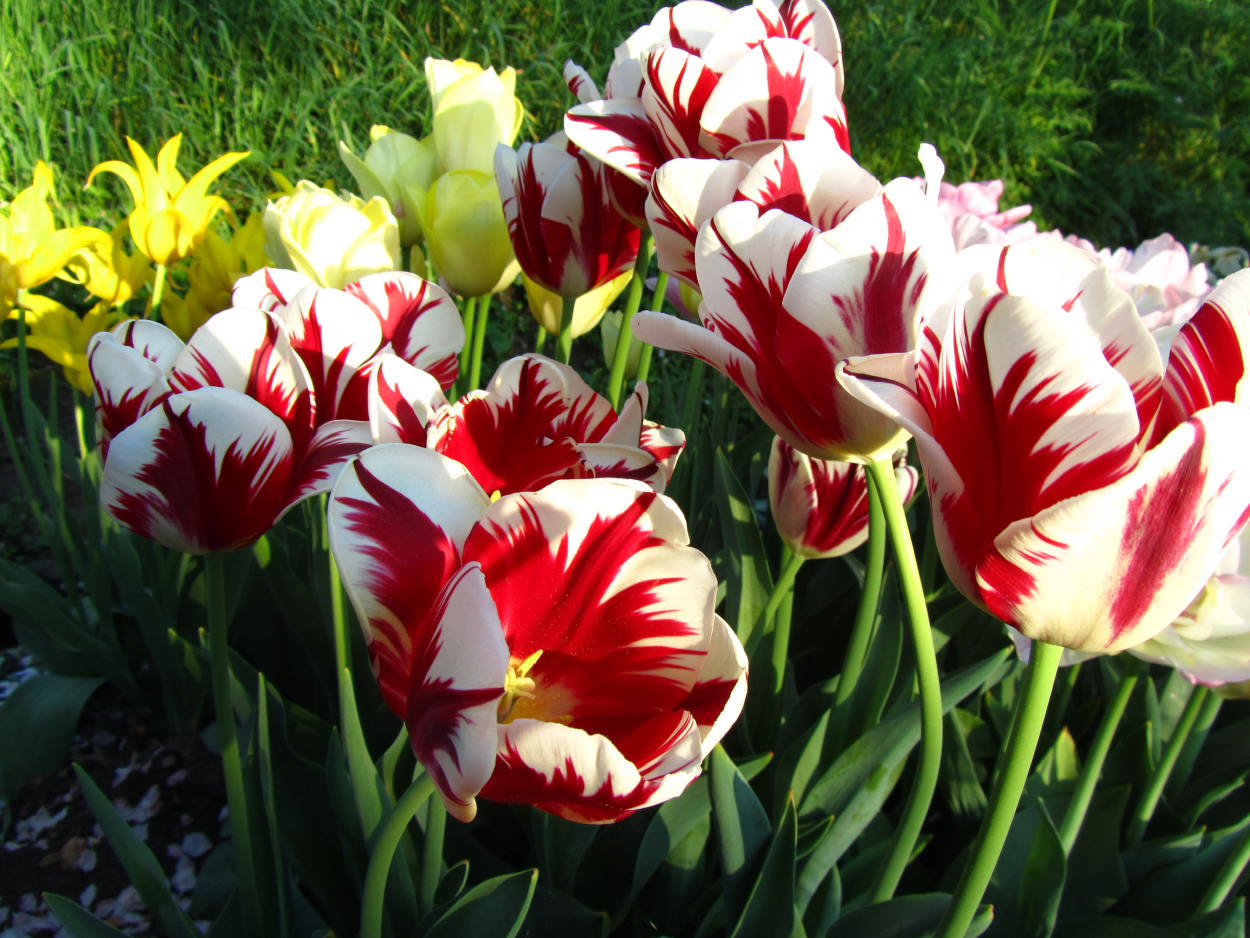 Tulp-Grand-Perfection-1 Grand Perfection - Afbeelding 1