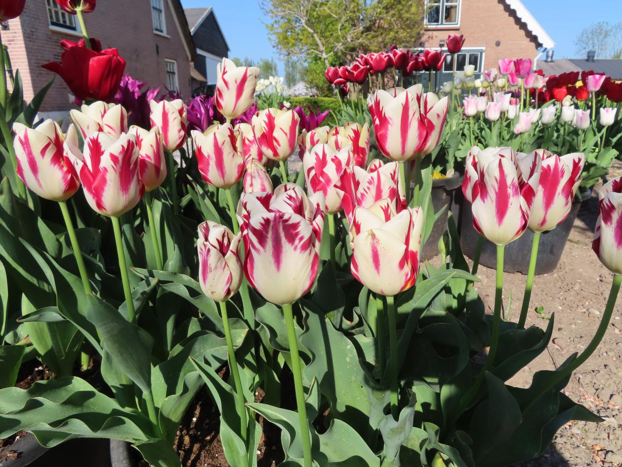 Tulp-Grand-Perfection-2 Grand Perfection Yellow - Afbeelding 1