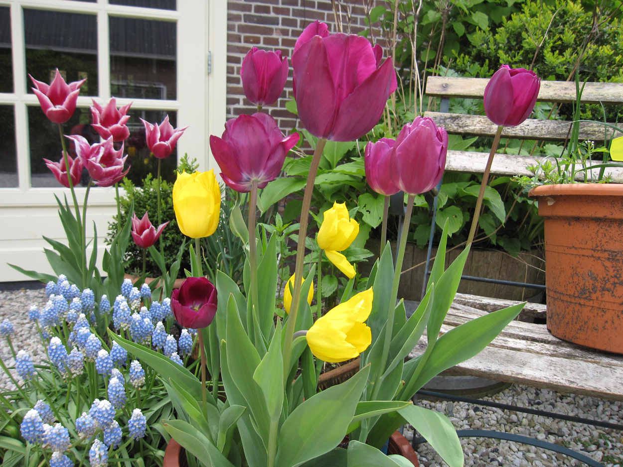 Tulp-Grape-Expatations-1 Grape Expatations - Afbeelding 1