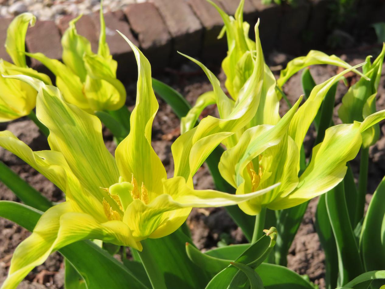Tulp-Green-Dance-1 Green Dance - Afbeelding 1