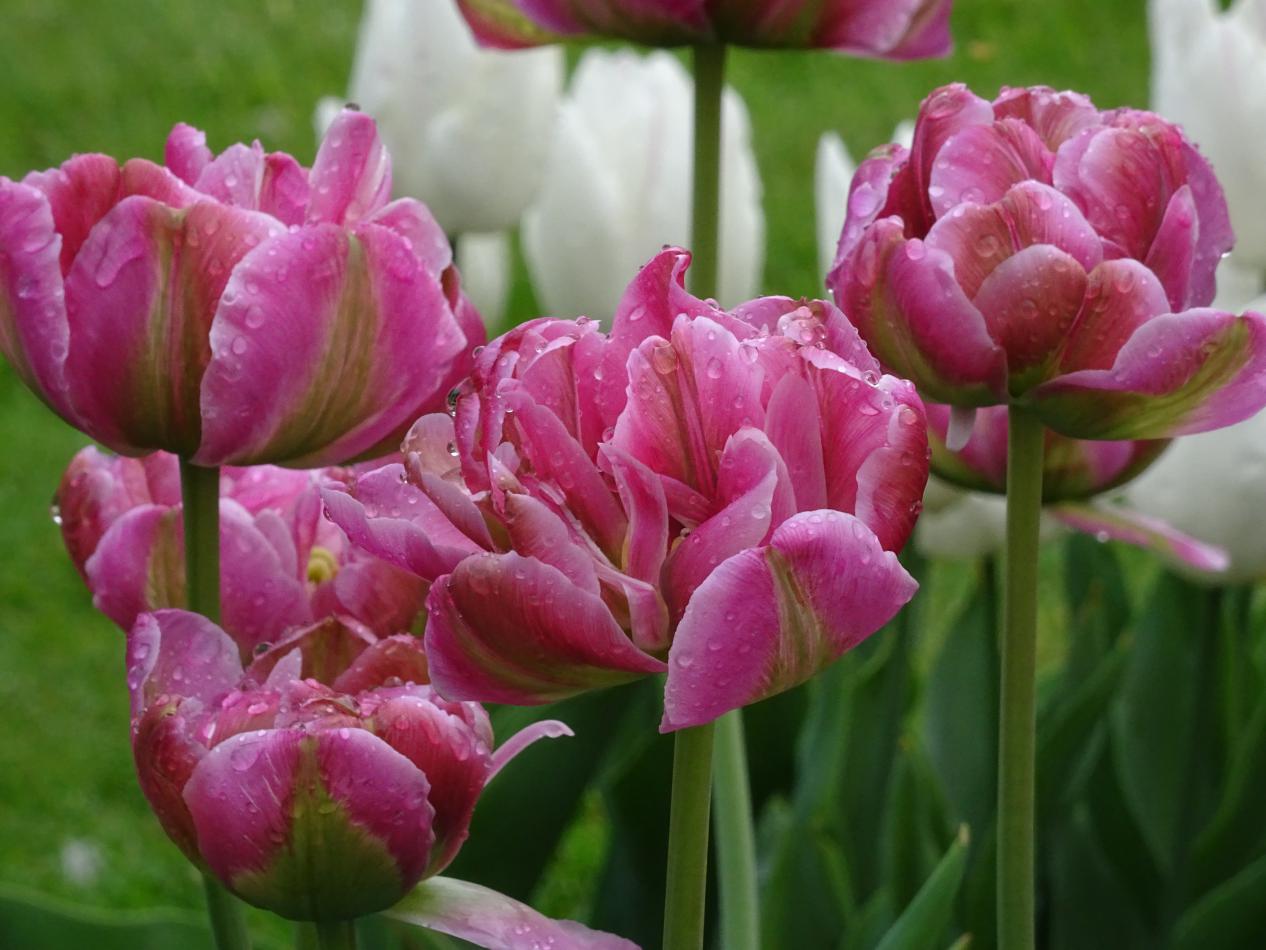 Tulp-Green-Lake-4 Green Lake - Afbeelding 1