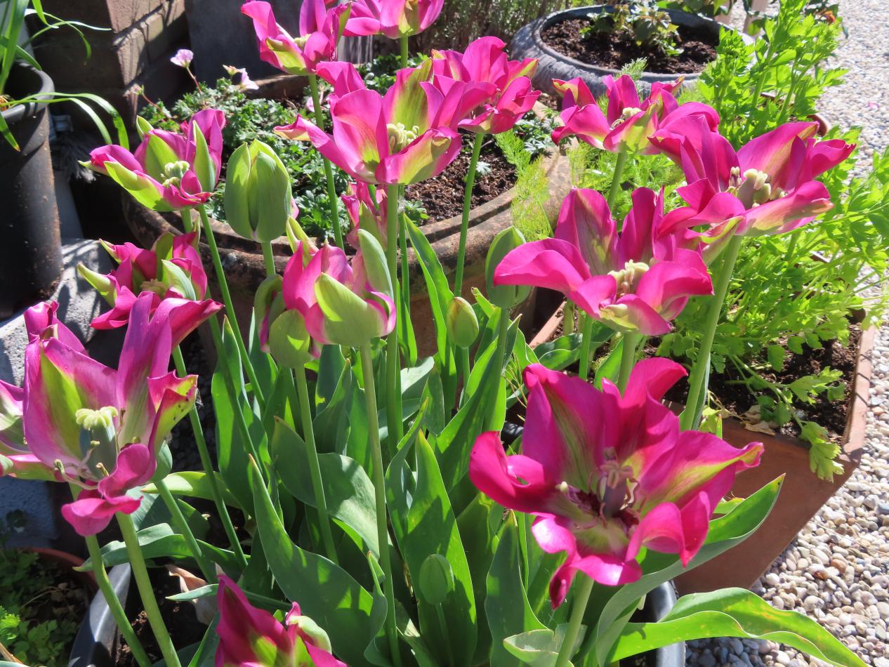 Tulp-Green-Love-1 Green Love - Afbeelding 1