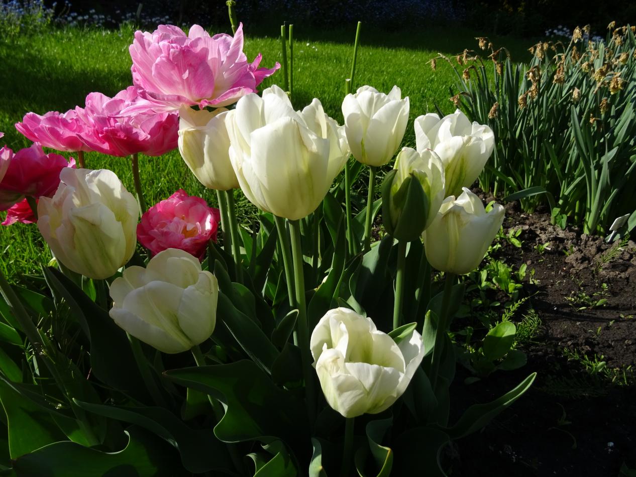 Tulp-Green-Spirit-1 Green Spirit - Afbeelding 1