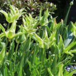 Green Star