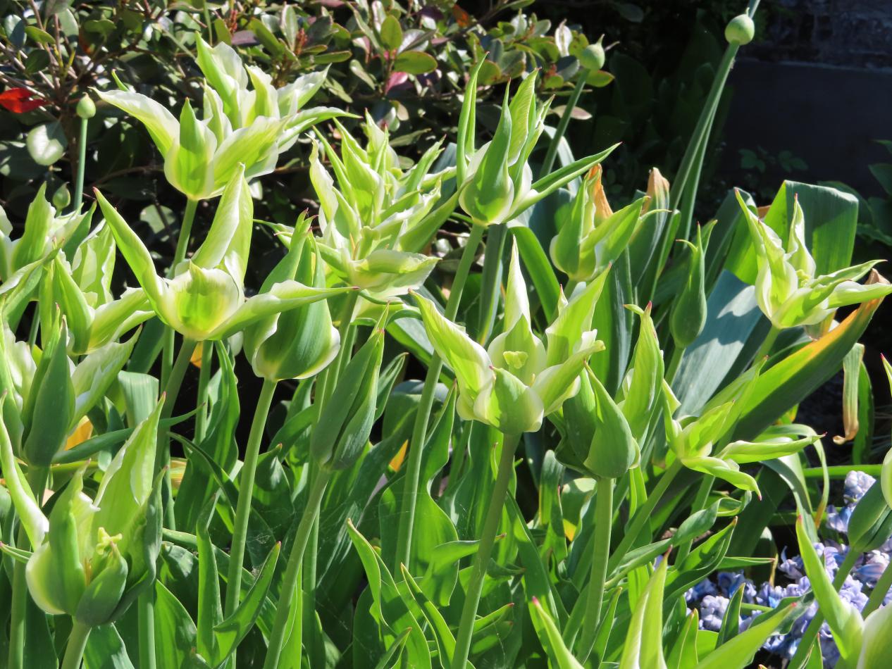 Tulp-Green-Star-1 Green Star - Afbeelding 1