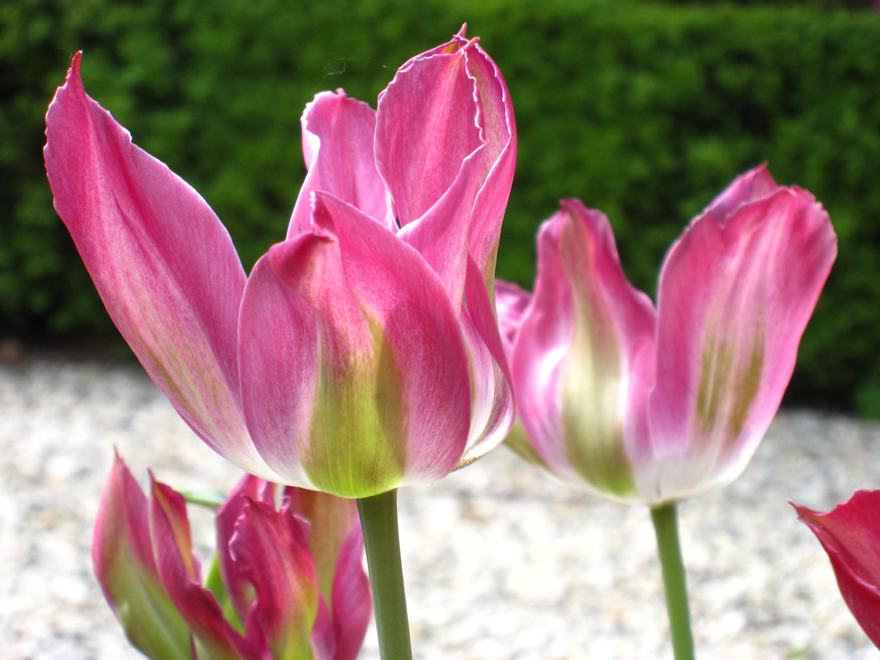 Tulp-Green-Village-1 Green Village - Afbeelding 1