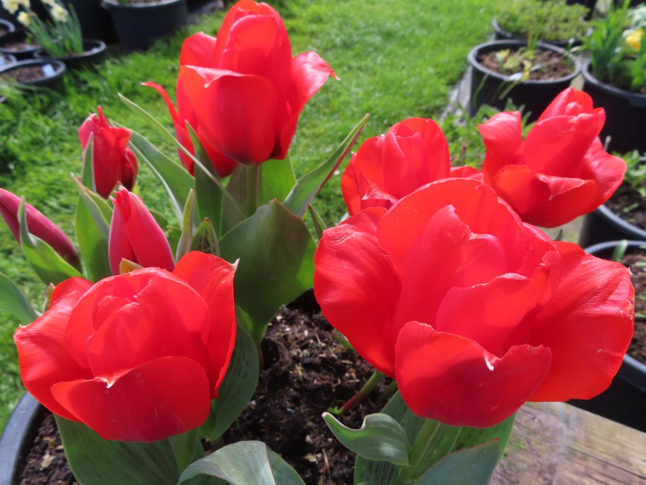 Tulp-Greigii-3 Greigii - Afbeelding 1