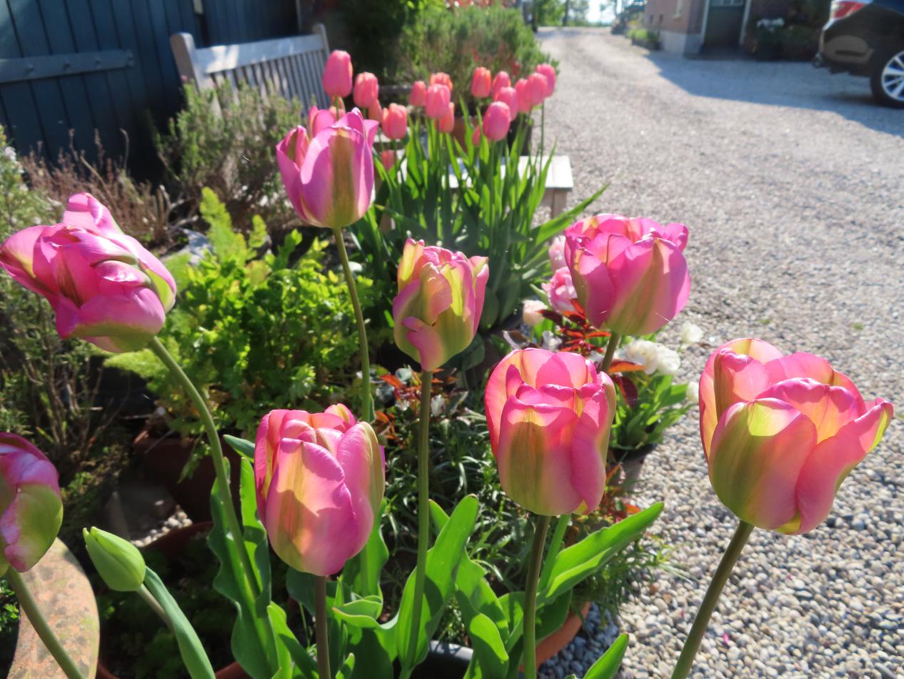 Tulp-Groenland-1 Groenland - Afbeelding 1